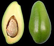 avocado01.jpg